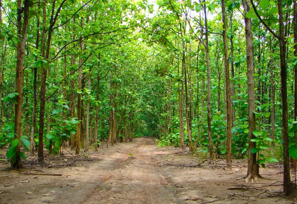 Teak Plantations